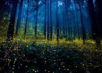 Amazing Photos Of Fireflies From Japan