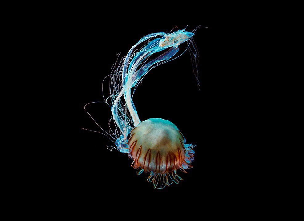 Jellyfish Photography Series by Dirk Weyer