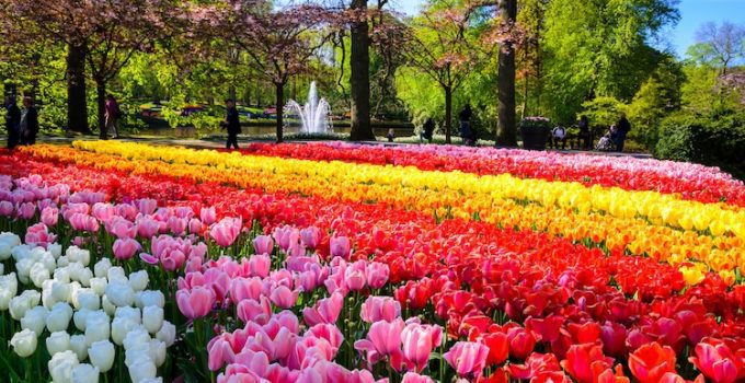 Keukenhof One of the world’s largest flower gardens located in South Holland